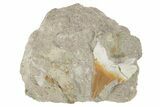 Otodus Shark Tooth Fossil in Rock - Eocene #230901-1
